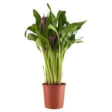 Kála 13 cm