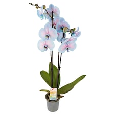 festett orchidea 2 szál 12 cm