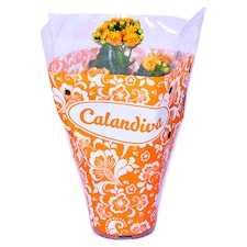 Calandiva korallvirág 10,5 cm
