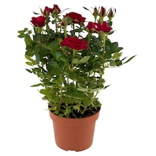 rózsák cserépben 12 cm
