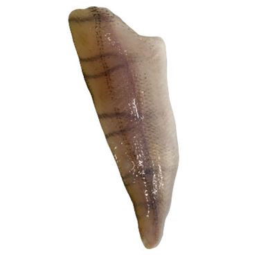 Seacon Gyorsfagyasztott Vörössügér filé 160-180 g/db 20% Glazing 5 kg / karton