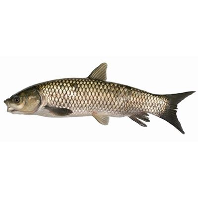 Friss Tisztított Egész Amur