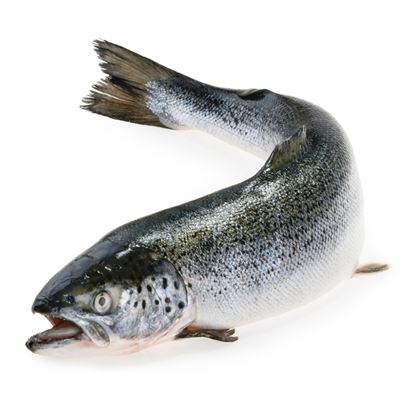 Friss Egész Lazac 4-5 kg
