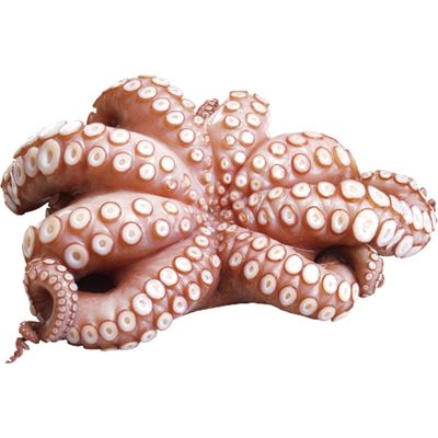 Gyorsfagyasztott Prémium Polip 10% Glazing 2-3 kg