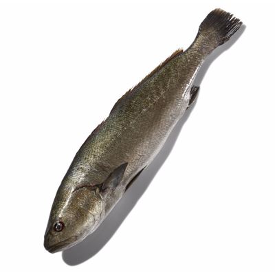 Sashal 1,8-3kg