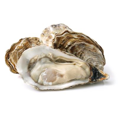 Gillardeau Osztriga No3 24 db