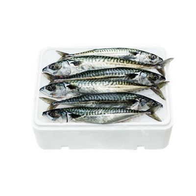 Friss Könzönséges Makréla 300-500 g