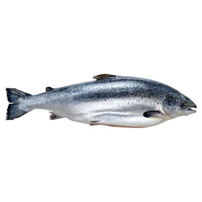 Előhűtött Egész Lazac Zsigerelve 4-5 kg