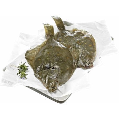 Friss sima lepényhal 400-600 g