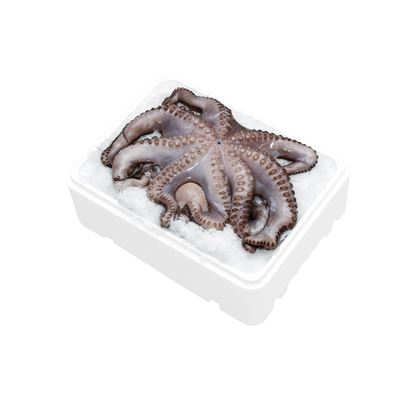 Friss Polip 1,8-2,7 kg