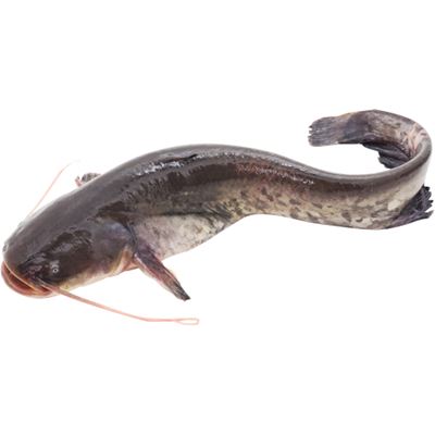 Friss Szürke Harcsa 1 kg
