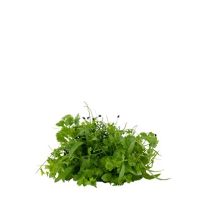 Mikrozöld Gulyásmix 20 g / db