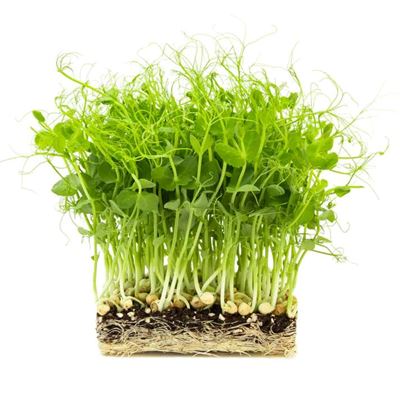 METRO Chef Bio Borsóhajtás 80 g