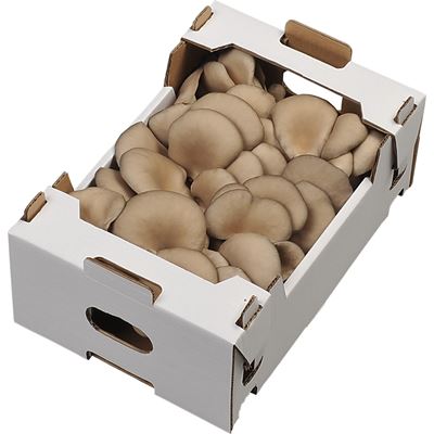 Leveles Laskagomba 500 g