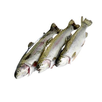 Gyorsfagyasztott Pisztráng 300-400 g 20% Glazing 5 kg
