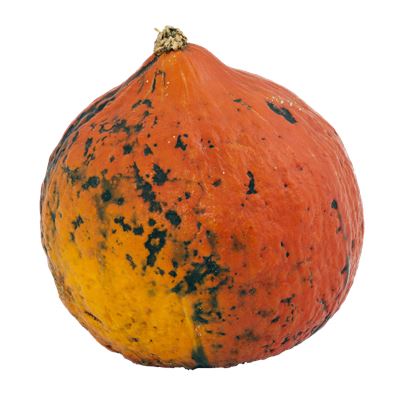 Hokkaido Sütőtök ft/kg